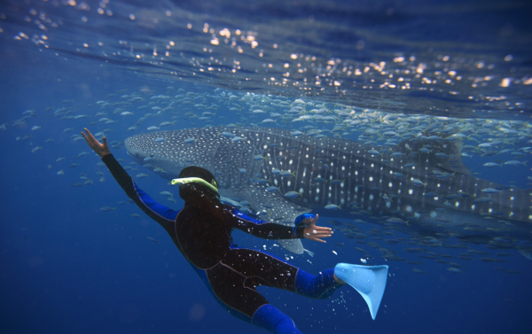 Whale Shark Snorkeling Tour