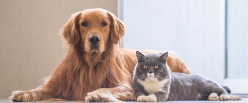 Impact of Tobacco Use on Pet Health