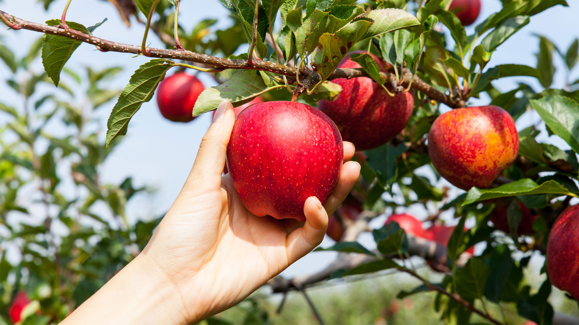 Apple Picking & Yamaguchi Sightseeing Trip